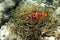 Nemo (clownfish, anemonefish, Amphiprioninae)