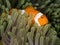 Nemo fish in anemone