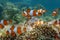 Nemo fish in Karimun Jawa sea