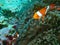 Nemo fishes with sea anemone under the sea