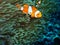 Nemo fishes with sea anemone under the sea