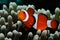 Nemo and grey anemone