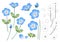 Nemophila Baby Blue Eyes Flower Outline. Vector Illustration. on White Background.