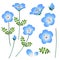 Nemophila Baby Blue Eyes Flower. Vector Illustration. isolated on White Background