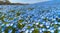 Nemophila (baby blue eyes flowers)