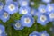 Nemophila or Baby blue eyes, Japan