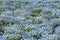 Nemophila or Baby blue eyes, Japan