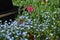 Nemophila. Baby Blue Eyes ( Nemophila Menziesii ) flowers.