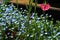 Nemophila. Baby Blue Eyes ( Nemophila Menziesii ) flowers.