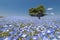 Nemophila, blue flowers field