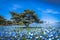 Nemophila Delight in spring