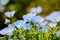 Nemophila fields at Showa Kinen KoenShowa Memorial Park,Tachikawa,Tokyo,Japan in spring.