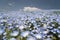 Nemophila flower field