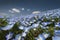 Nemophila flower field