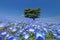 Nemophila, flower field at Hitachi Seaside Park