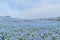 Nemophila, flower field at Hitachi Seaside Park in spring, Japan