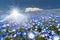 Nemophila, flower field and strong sun shining ray of light at Hitachi Seaside Park