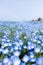 Nemophila flowers