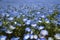 Nemophila flowers garden at Hitashi seaside park,ibaraki,Japan