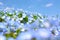 Nemophila flowers macro, or baby blue eyes, with selective focus on the background to create foreground blur