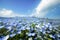 Nemophila garden