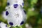 Nemophila maculata, also known as baby blue eyes and fivespot