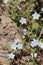 Nemophila Menziesii Bloom - Santa Monica Mtns - 041123