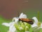 Nemophora cupriacella is a moth of the family Adelidae