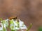Nemophora cupriacella is a moth of the family Adelidae that is found in most of Europe.
