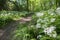 Nemosicka stran, hornbeam forest, interesting magic nature place full of blooming wild bear garlic, path throw the forest, sunny
