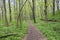 Nemosicka stran, hornbeam forest - interesting magic nature place full of wild bear garlic during the spring time