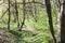 Nemosicka stran, hornbeam forest - interesting magic nature place full of wild bear garlic during the spring time