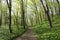 Nemosicka stran, hornbeam forest - interesting magic nature place full of wild bear garlic during the spring time