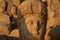 Nemrut - Turkey - Heads of statues on Mount Nemrut