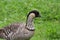 Nene branta sandvicensis