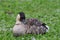 Nene branta sandvicensis