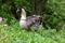 Nene branta sandvicensis