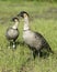 Nene Geese in Hawaii