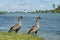 Nene Geese in Hawaii