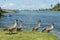 Nene Geese in Hawaii