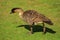 Nene Goose in hawaii