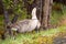 Nene Goose, Hawaii\'s state bird, Big Island, USA