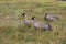 Nene Goose,Hawaiian goose, (Branta Sandvicensis) Big Island Hawaii,USA