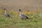 Nene Goose,Hawaiian goose, (Branta Sandvicensis) Big Island Hawaii,USA