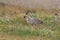 Nene Goose,Hawaiian goose, (Branta Sandvicensis) Big Island Hawaii,USA