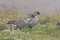 Nene Goose,Hawaiian goose, (Branta Sandvicensis) Big Island Hawaii,USA