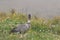 Nene Goose,Hawaiian goose, (Branta Sandvicensis) Big Island Hawaii,USA