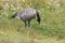 Nene Goose,Hawaiian goose, (Branta Sandvicensis) Big Island Hawaii,USA