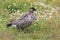 Nene Goose,Hawaiian goose, (Branta Sandvicensis) Big Island Hawaii,USA