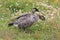 Nene Goose,Hawaiian goose, (Branta Sandvicensis) Big Island Hawaii,USA